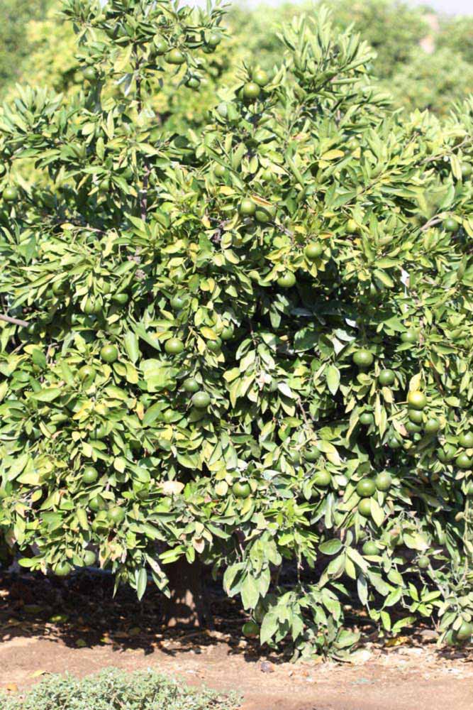              Habit (Riverside, CA)       